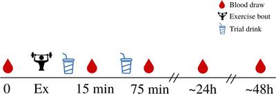 Acute Effects of Milk vs. Carbohydrate on Bone Turnover Biomarkers Following Loading Exercise in Young Adult Females